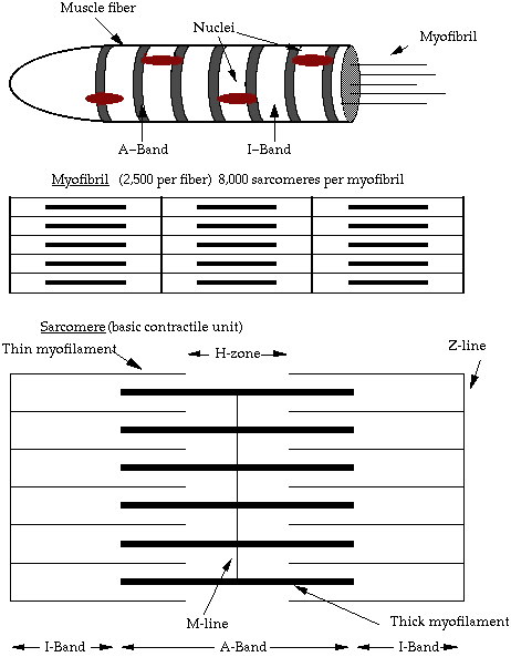 skeletal muscle tissue labeled sarcolemma