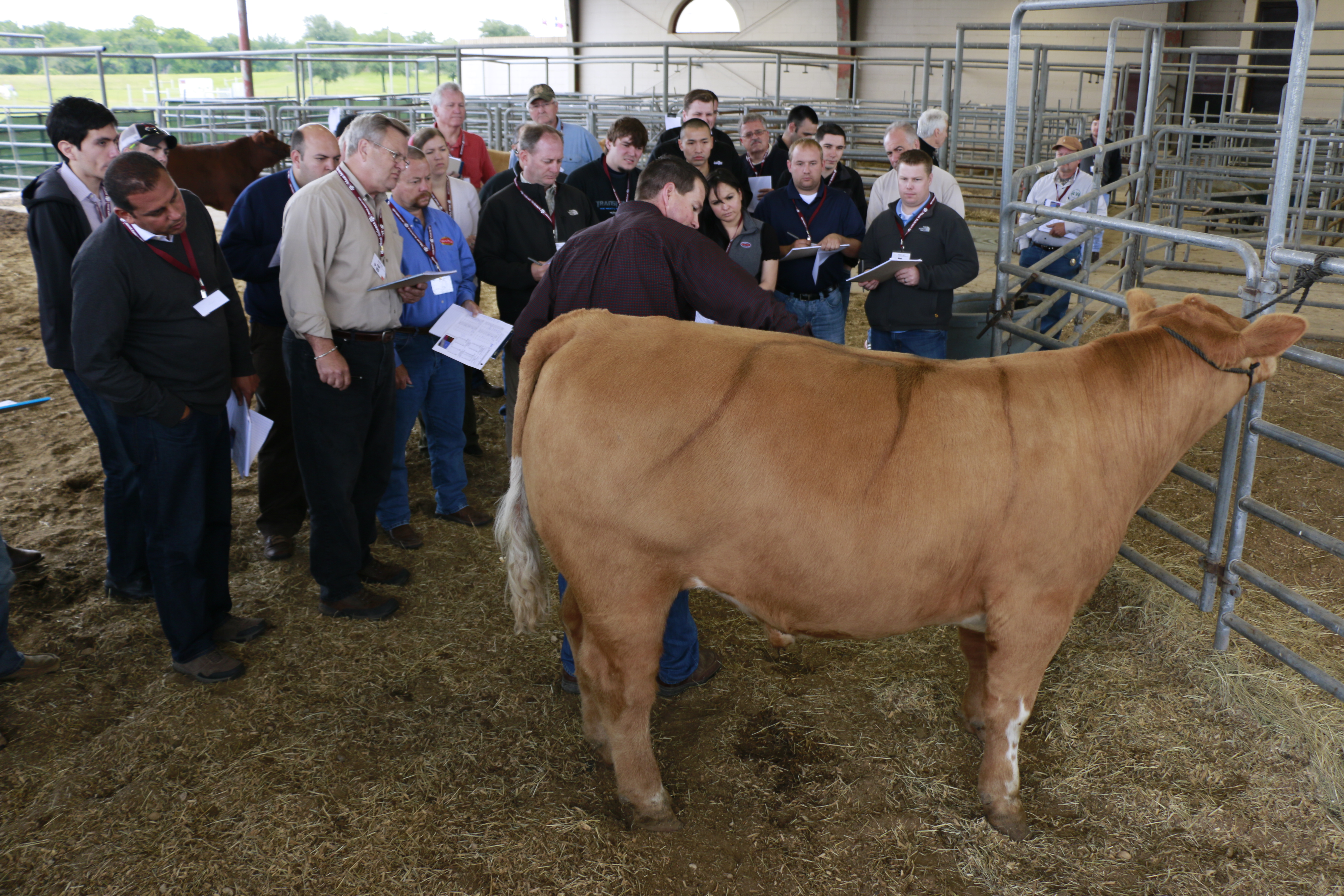 Participants evaluating steer
