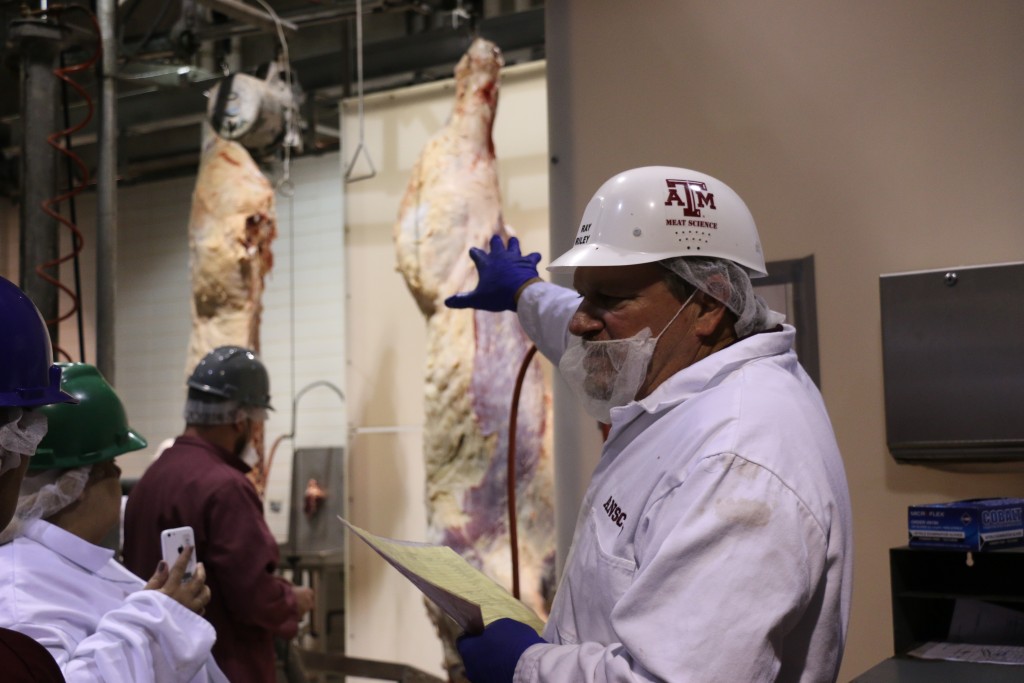Ray Riley describing beef slaughter process