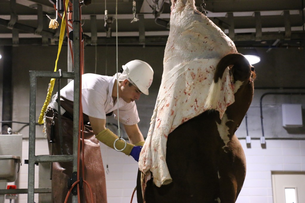 Mark Frenzel at the hind-leg transfer station