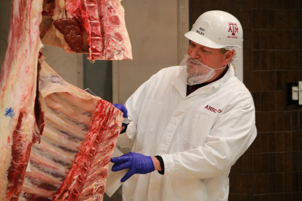 Ray Riley grading a beef carcass