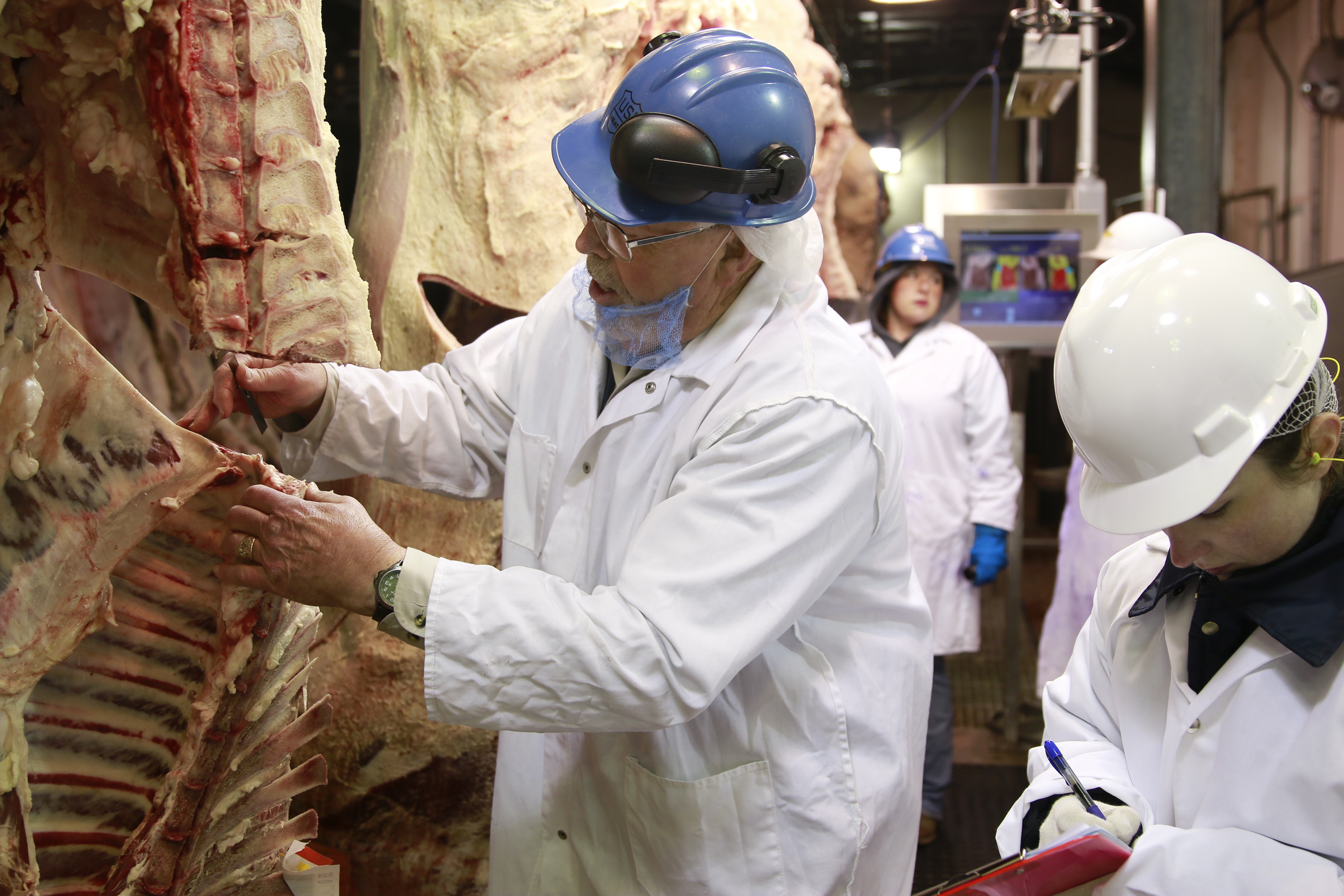 USDA grader collecting beef carcass data (photo by Davey Griffin)