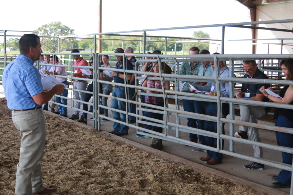 Dr. Jason Cleere assisted participants in evaluating both beef steers and cows.