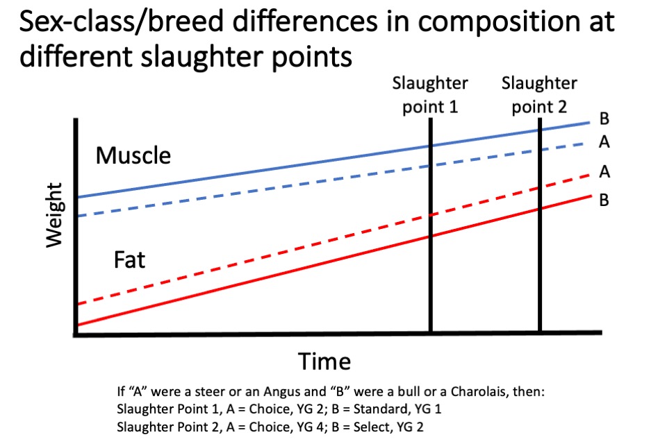 Sex-class breed differences in composition at different slaughter points; growth and development