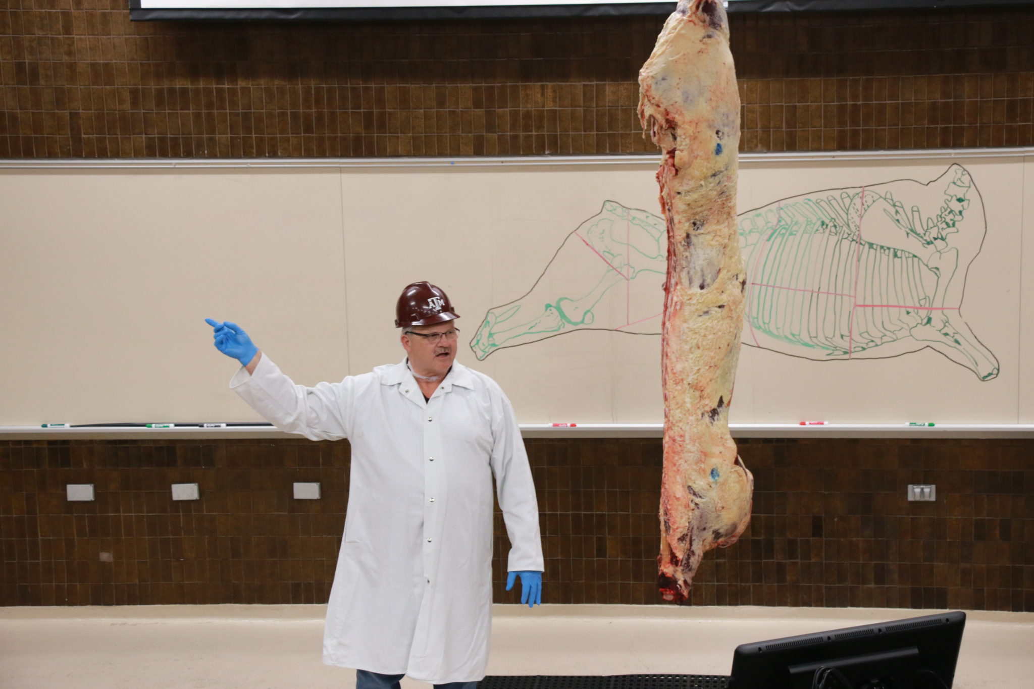 Davey Griffin talking about beef carcass anatomy