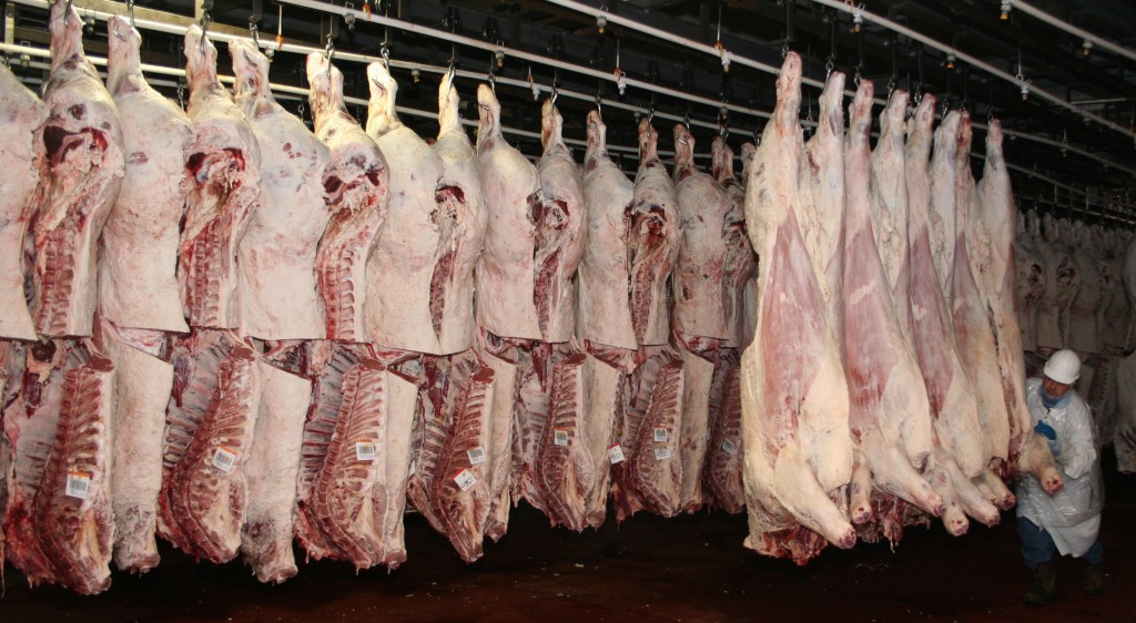 Two rows of hanging steer carcasses.