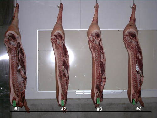 Four pork carcasses hanging in front of a white wall with a white board. 