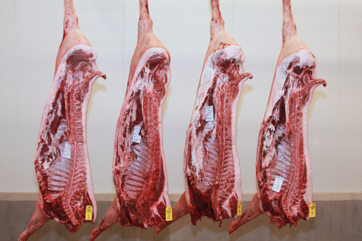 Four pork carcasses hanging in front of a white wall, each with a number tag on it.