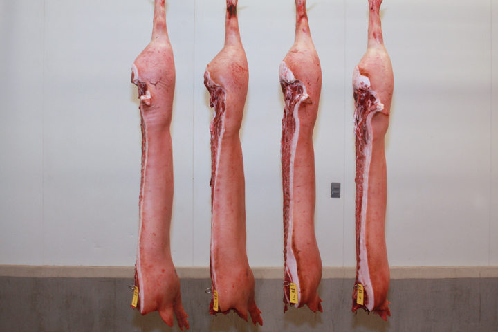 Four pork carcasses hanging in front of a white wall, each with a number tag on it.