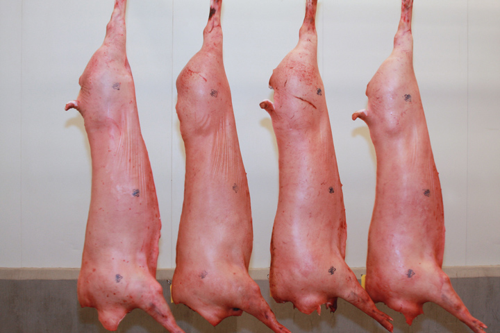 Four pork carcasses hanging in front of a white wall, each with a number tag on it.