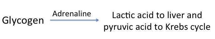 Shows the process of glycogen through adrenaline into lactic acid to liver and pyretic acid to Krebs cycle.