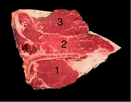 Beef loin porterhouse streak with a black background. Different parts of the meat are labeled with numbers identifying the different parts. 