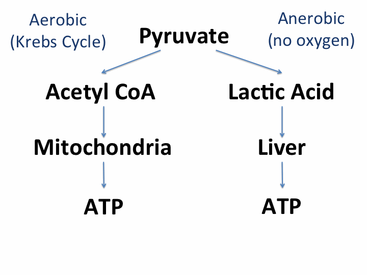 A diagram starting with pyruvate showing the breakdown of the aerobic(Krebs cycle) and aerobic(no oxygen) process to ATP.