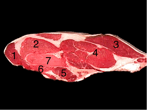 Beef Loin Sirloin streak with a black background. Different parts of the meat are labeled with numbers identifying the different parts. 