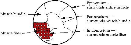 Diagram identifying the muscle organization and construction.